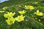 17 Distese di pulsatilla alpina sulfurea